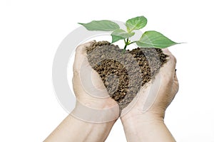 Heart shap soil and plant among woman hands