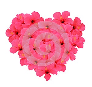 Heart shape bouquet made of Hibiscus flowers (Isolated on white background)