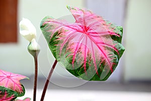 Heart shape Caladium plant Angel Wings