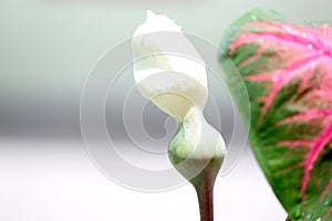 Heart shape Caladium plant Angel Wings