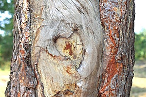 Heart shape carved in the bark of a tree