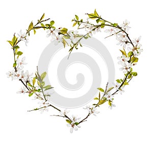 Heart shape from cherry tree flowers isolated on white