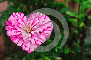 Heart shape Dalia flower