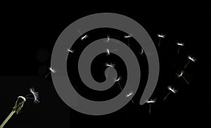 Heart Shape Dandelion Seeds