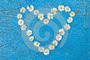 Heart shape formed from daisy flowers on a blue background