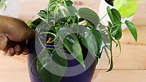 Heart shape green leaves philodendron brazil plant