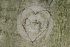 Heart shape with initials carved into tree