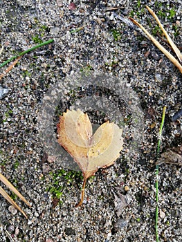 Heart shape leaf on ground