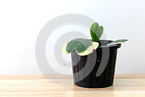 Heart shape leaf Hoya in black plant pot on wooden table in white wall room