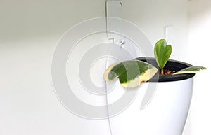 Heart shape leaf Hoya in white plant pot hang on white wall