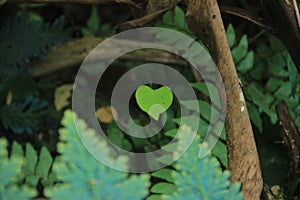 A heart-shape leaf in the national park of Malaysia