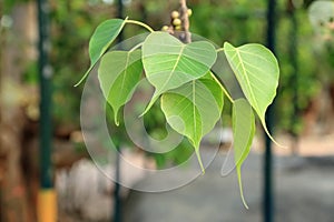 Heart shape leaf, pipal leaves on Bodhi tree in Buddhist temple photo