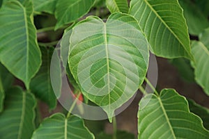 Heart shape leaf, pipal leaves on tree