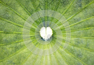 Heart shape in lotus leaf