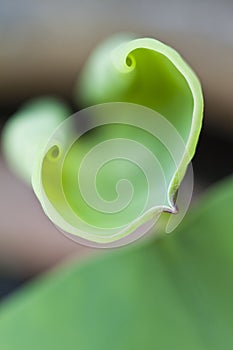 Heart shape of lotus leaf