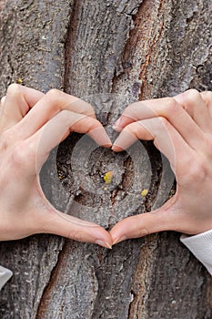 Heart shape made with hands on a small branch born on a tree as a symbol of love
