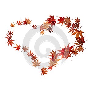 Heart shape made by maple autumn leaves