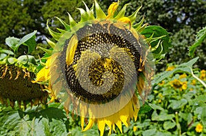 Heart shape in the middle of a blooming sunflower