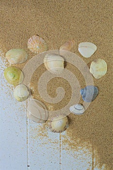 Heart shape of seashells