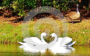 Heart shape swan