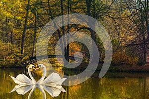 Heart shape of swans love mate for life in scenic view of misty pond autumn romantic landscape with beautiful old bridge in the