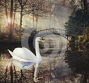 Heart shape of swans love mate for life in scenic view of misty pond autumn romantic landscape with beautiful old bridge in the