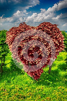 Heart shape tree