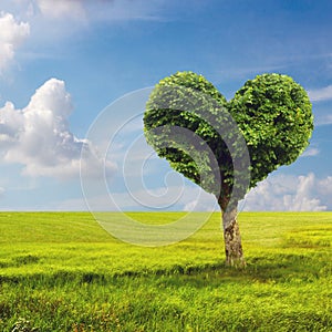 Heart shape tree over blue skies