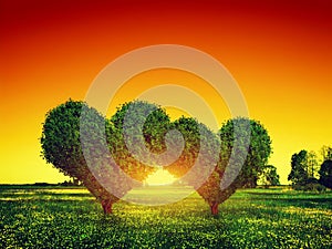Heart shape trees couple on grass at sunset. Love photo