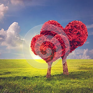 Cuore Viso alberi. San Valentino 