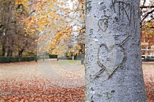 Heart-shape on trunk