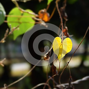 Heart shape yellow leaf vine on garden wire fence