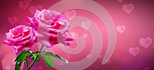 Heart shaped background with pink roses for valentines day