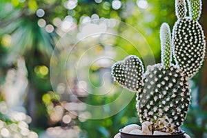 Heart shaped Bunny cactus,Opuntia in the mornig sun.