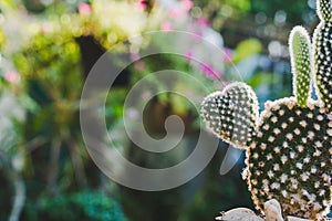 Heart shaped Bunny cactus,Opuntia in the mornig sun.