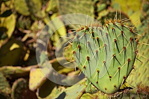 Heart-shaped cactus