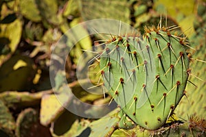 Heart-shaped cactus photo