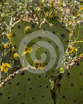 Heart shaped cactus leaf