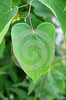 Heart-shaped, Cercis canadensis - Eastern Redbud Tree Leaf II