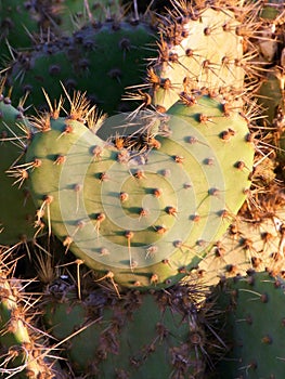 Heart Shaped Coastal Prickly Pear Cactus
