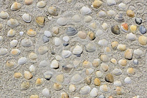 Heart shaped colored sea shells in sand at beach
