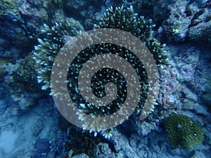 Heart shaped coral maldives ocean underwaterphotography