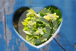 Heart-shaped cutout in an old blue wooden door overlooking a garden