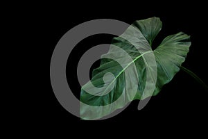 Heart shaped dark green leaf of philodendron tropical foliage pl