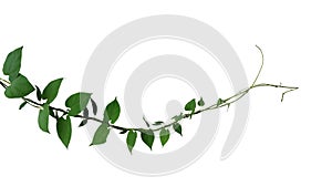 Heart shaped dark green leaf twisted jungle vines liana climbing