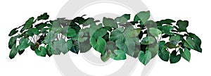 Heart shaped dark green leaves of Homalomena plant Homalomena Rubescens the tropical foliage plant bush growing on wild, popular