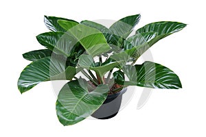 Heart shaped dark green leaves of philodendron tropical foliage plant bush in black plastic flowerpot, popular houseplant isolated