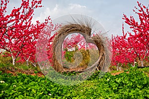 Heart shaped decoration made of straw and blooming red peach blossoms