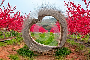 Heart shaped decoration made of straw and blooming red peach blossoms