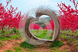 Heart shaped decoration made of straw and blooming red peach blossoms